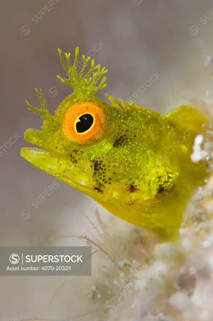 Roughhead blenny (Acanthemblemaria aspera) high magnification portrait of a golden variety of living in it's tube on a coral reef, East End, Grand Cayman, Cayman Islands, British West Indies, Caribbean Sea.