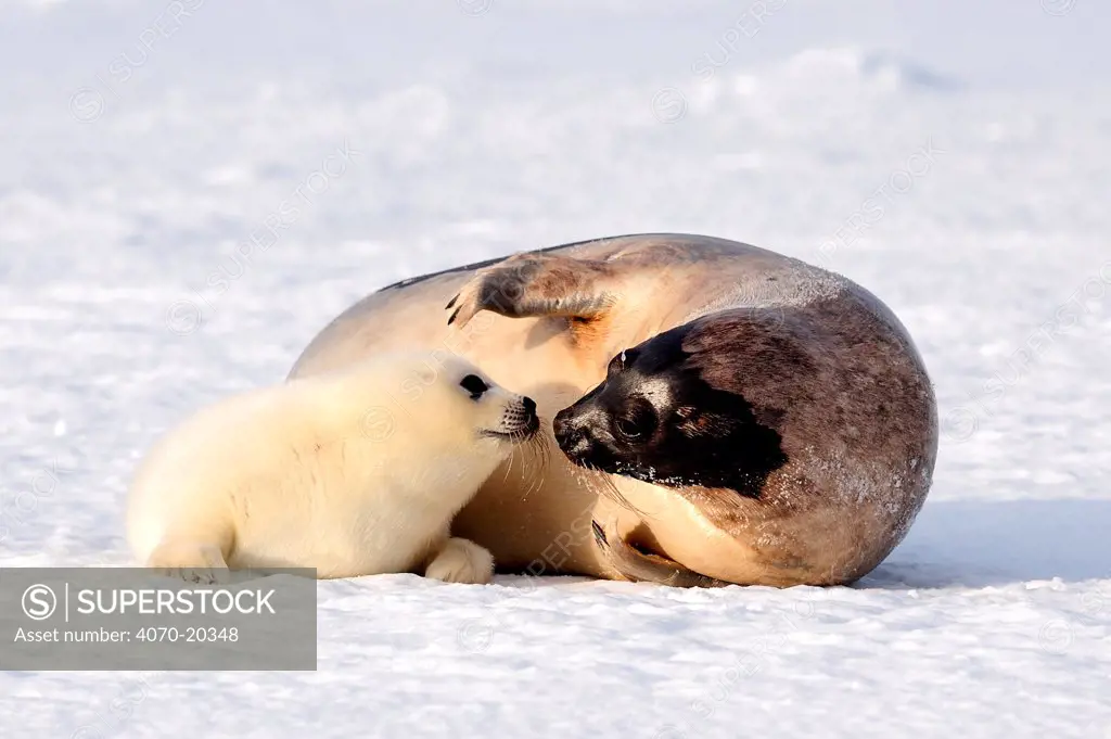 Female Harp seal (Phoca groenlandicus) touching noses with her pup, Magdalen Islands, Gulf of St Lawrence, Quebec, Canada, March 2012