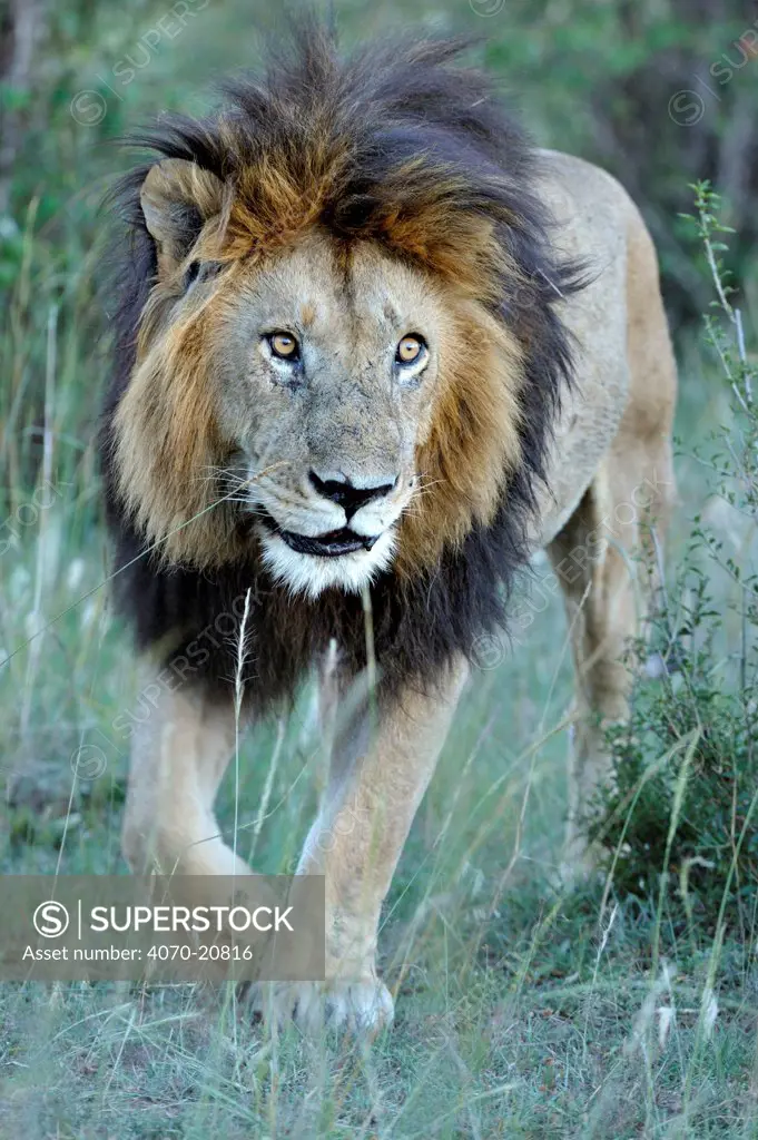 African lion (Panthera leo) male called Notch, made famous from Disney African Cats film, Masai Mara National Reserve, Kenya