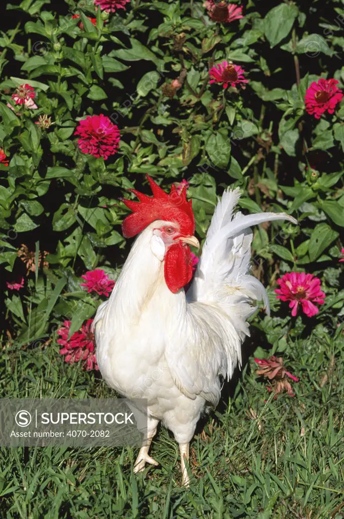 Domestic chicken, white minorca rooster Gallus gallus domesticus} Iowa, USA