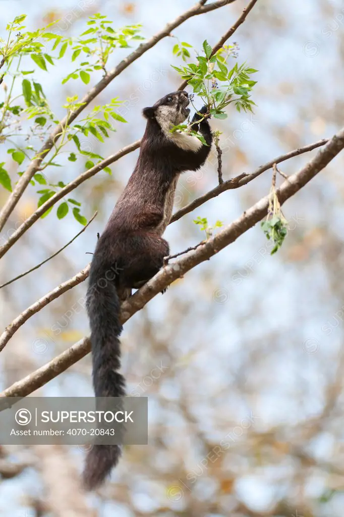 Malayan Giant Squirrel (Ratufa bicolor) in tree. Panbari Forest, Assam, India.