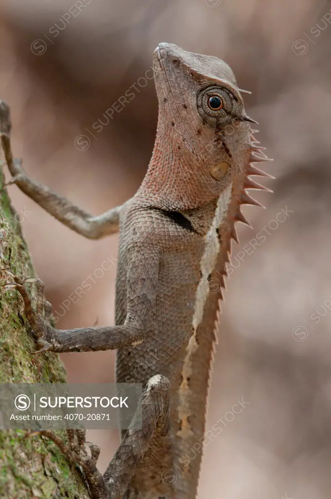 Jerdon's Forest Lizard (Calotes jerdoni). Trishna wildlife sanctuary, Tripura, India.