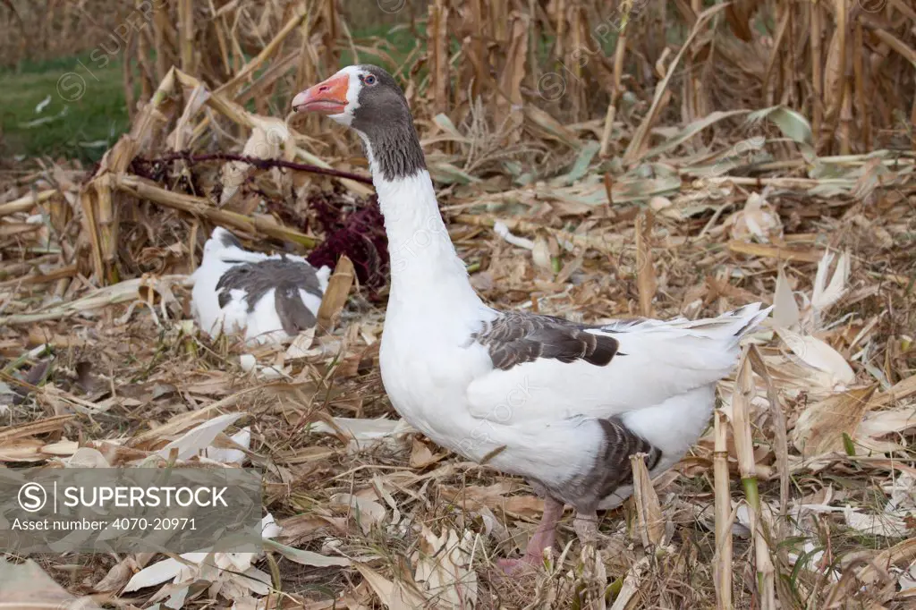 Gray Saddleback Pomeranian Goose (Anser anser), a medium-sized domestic goose likely developed from the wild Eastern Graylag Goose of Eurasia. Calamus, Iowa, USA, November.