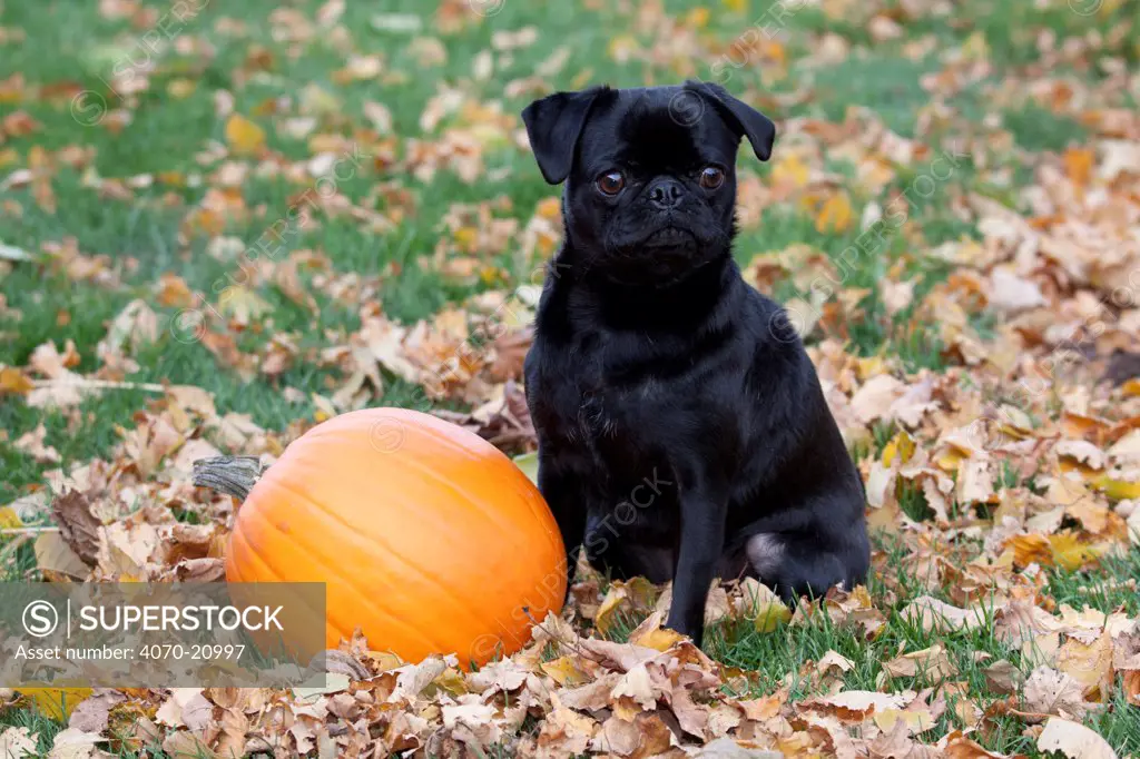 Portrait of Pug with pumpkin and fall leaves.