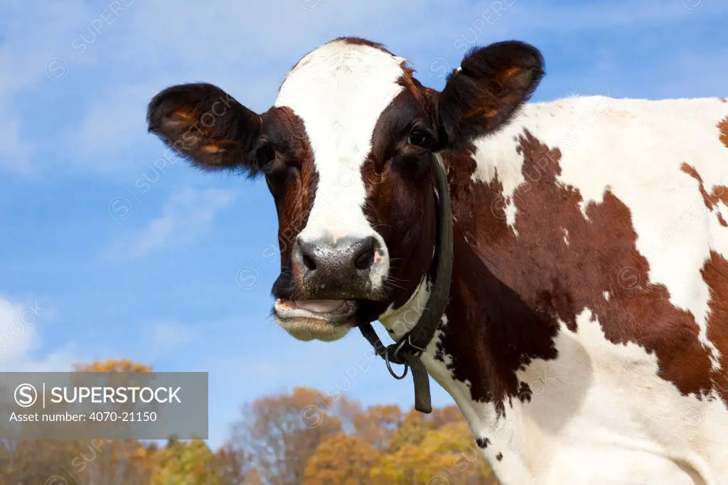 Portrait of Ayrshire cow.  Vermont, USA, October.