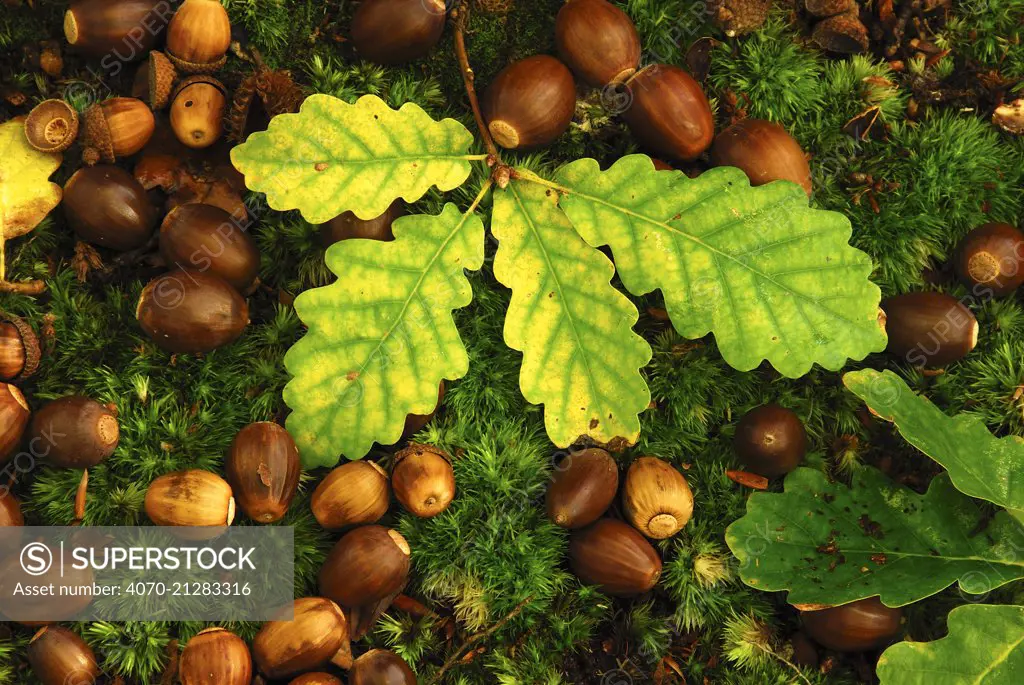 English oak tree (Quercus robur) fallen acorns and leaves on a bed of moss, Oxfordshire, UK October.