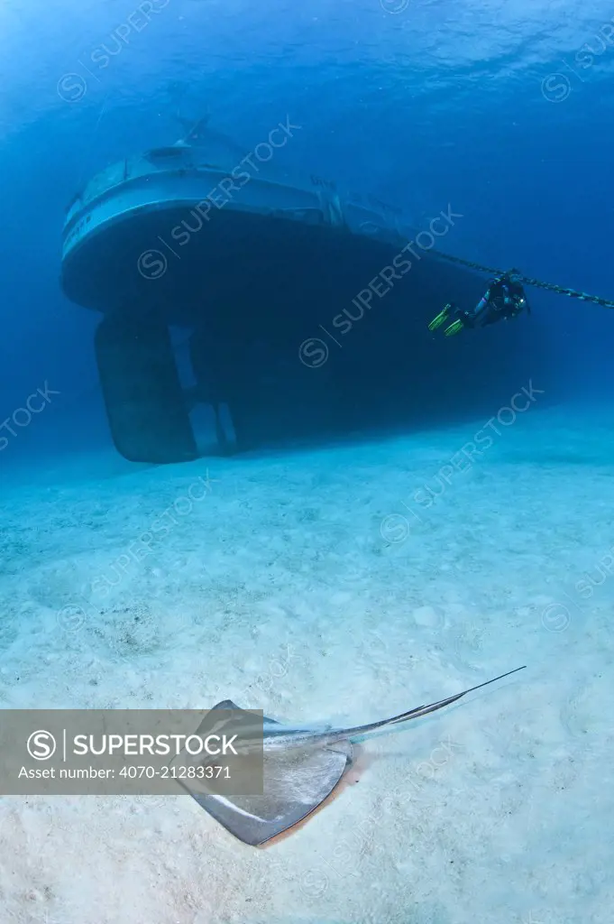 Southern stingray (Dasyatis americana) swimming over sand by the stern of the USS Kittiwake (US Military submarine rescue vessel) with diver in background. Photograph was taken shortly after the wreck was deliberately sunk as an attraction for scuba divers, Caribbean Sea. No release available.