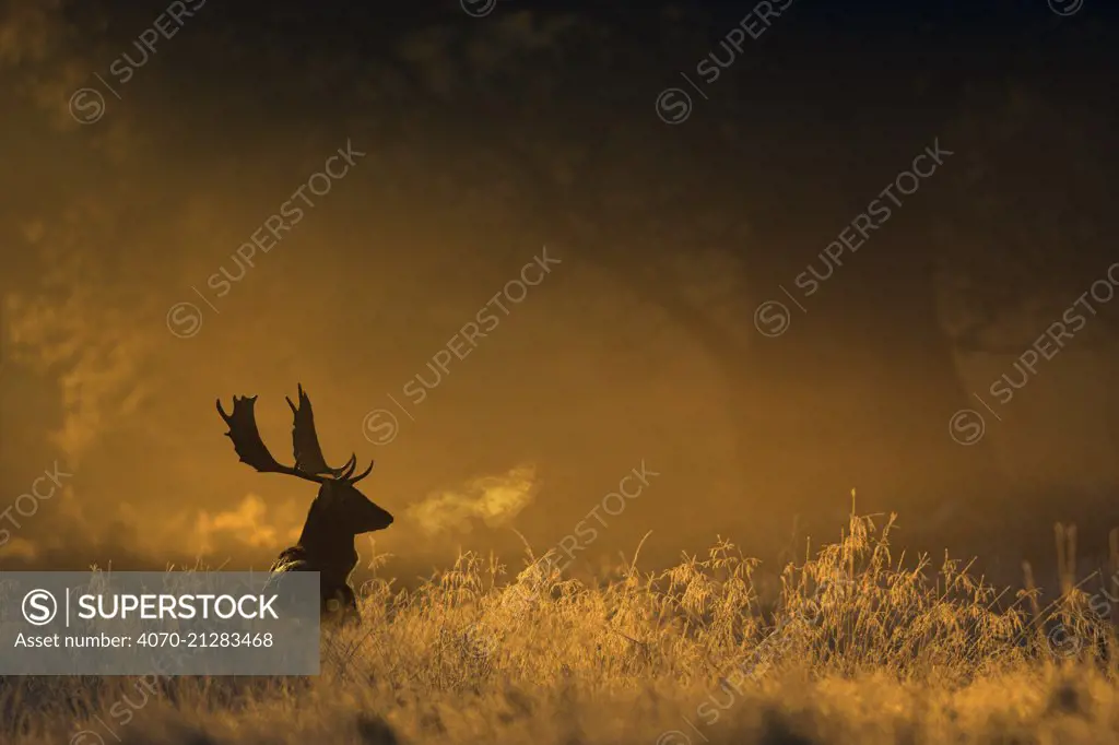 Fallow deer (Dama dama) in woodland clearing at dawn, Cheshire, UK November