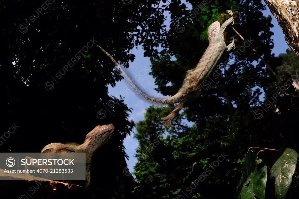 Tokay gecko (Gekko gecko) jumping to a higher tree, Guangxi Province, China.