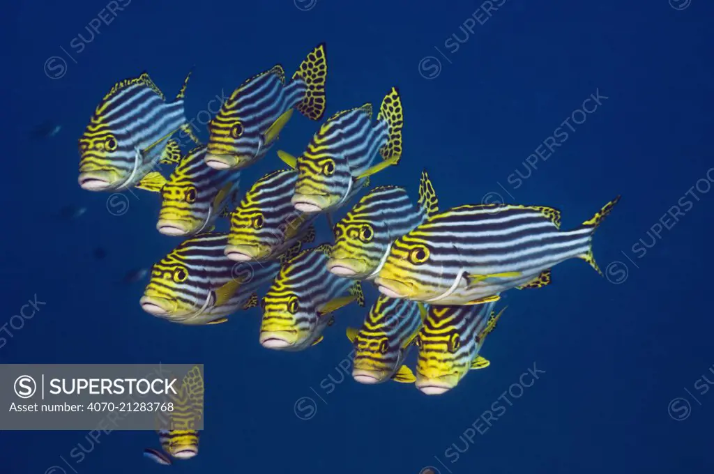 Oriental sweetlips (Plectorhinchus vittatus), Maldives, Indian Ocean