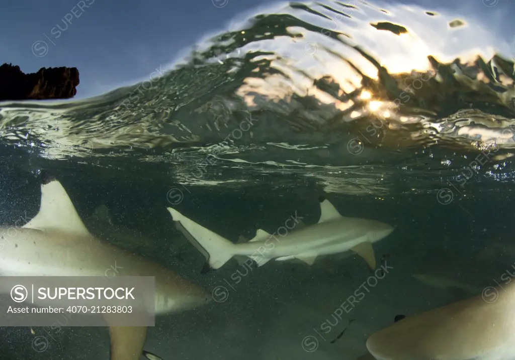 Blacktip reef sharks (Carcharhinus melanopterus) split level view of group hunting at dusk, Aldabra Atoll, Seychelles, Indian Ocean