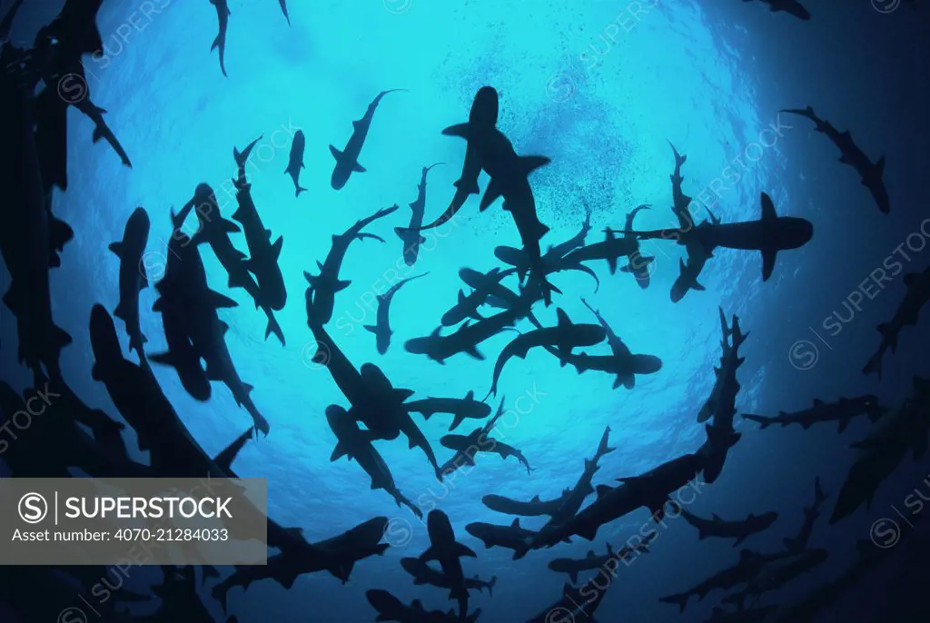 Whitetip reef sharks (Triaenodon obesus) pack silhouetted following scent trail in water column, Cocos Island, Costa Rica, Pacific Ocean