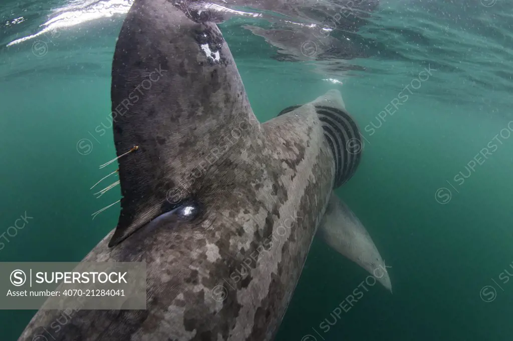 Basking shark (Cetorhinus maximus) rear view of shark feeding at the surface on plankton, Cairns Of Coll, Isle of Coll, Inner Hebrides, Scotland, UK, North East Atlantic Ocean, June