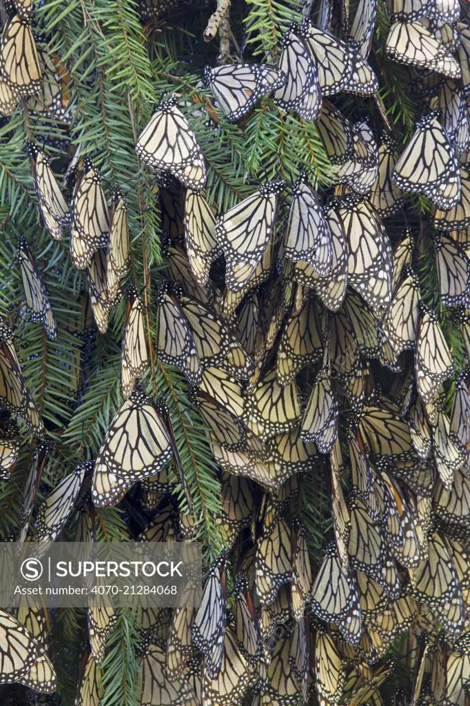 Monarch butterfly (Danaus plexippus) hibernating, Mariposa Monarca Special Biosphere Reserve, central Mexico, January.