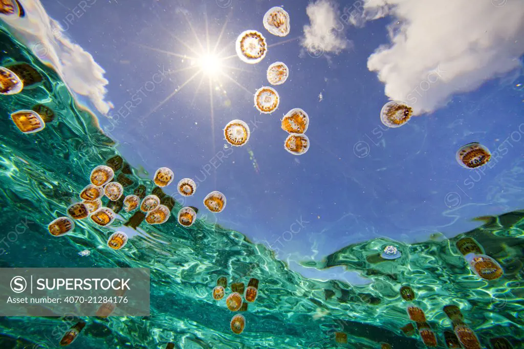 Tiny thimble jellyfish (Linuche unguiculata) drift with the current in the calm turquiose waters of a lagoon in Ofu, American Samoa. The window of sky is called Snell's Window, caused by refraction of light entering the water.