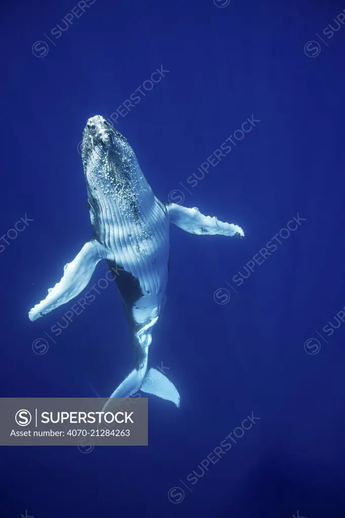 Humpback Whale (Megaptera novaeangliae) calf,  Tonga, South Pacific, September.