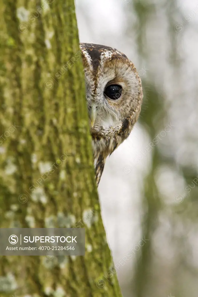 Tawny Owl (Strix aluco) adult female hiding behind tree trunk, trained bird, Somerset, UK, January