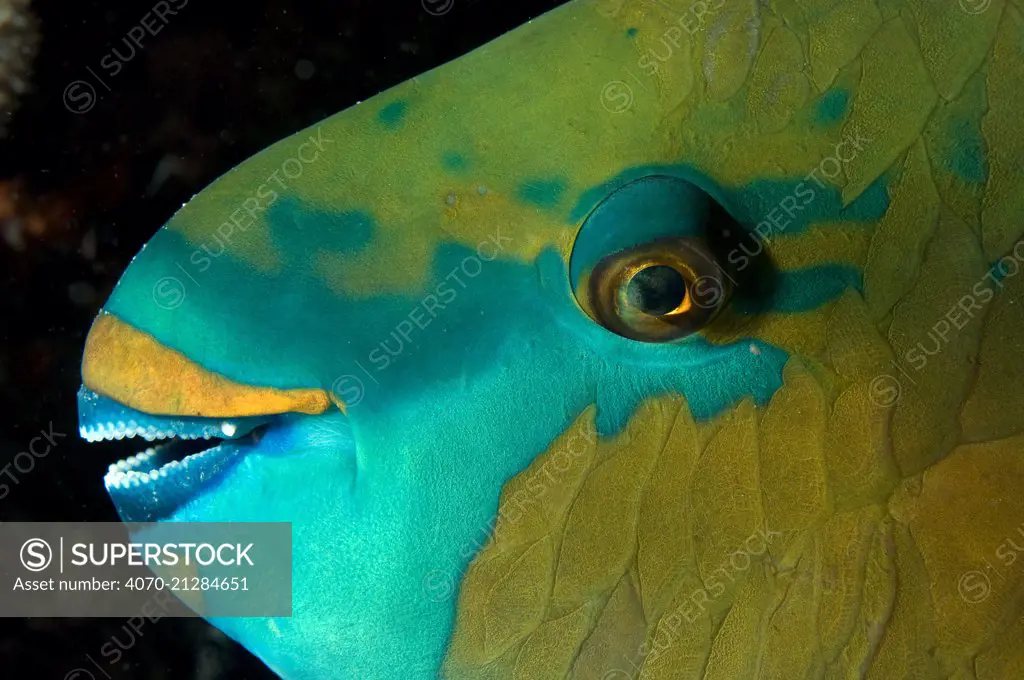 Bicolour parrotfish (Cetoscarus bicolor) sleeping at night, Red Sea.