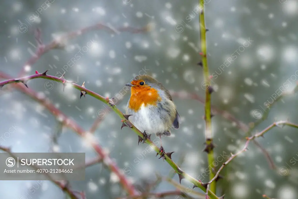 Fieldfare (Turdus pilaris) perched in Cotoneaster bush on industrial estate, Deeside, North Wales, UK, November