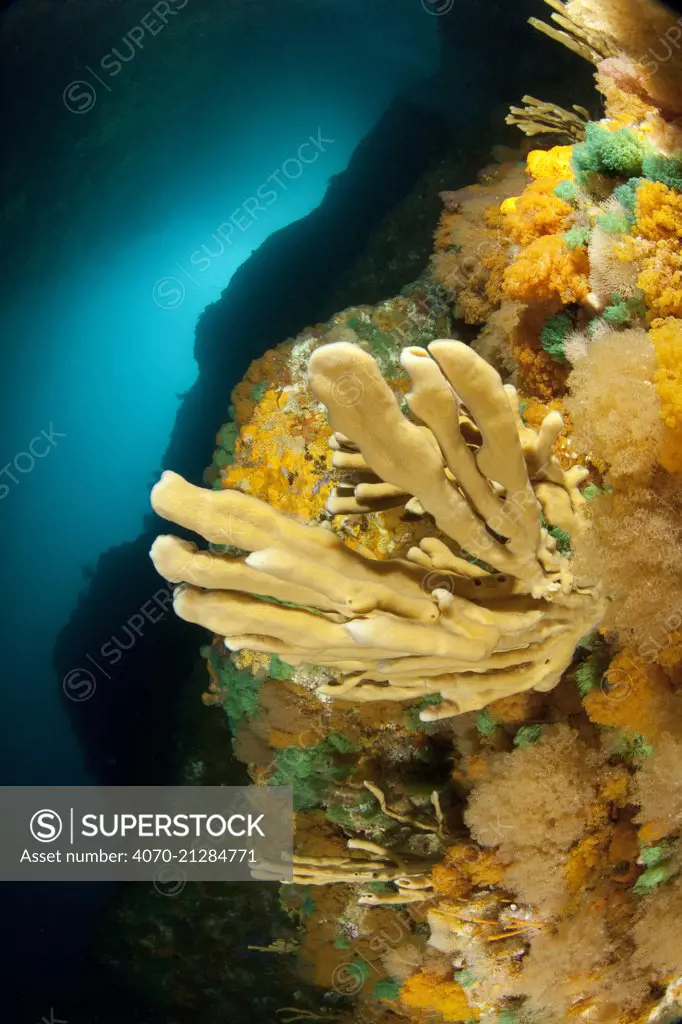 Reef wall with sponge and bryozoan growth, Poor Knights Islands, New Zealand, January