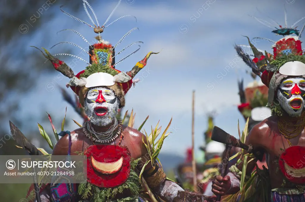 Tribal performers from Hagen at Sing-sing, Mount Hagen Show in Western Highlands Papua New Guinea. Headress contains Papuan Lorikeet birds and King of Saxony plumes. August 2011