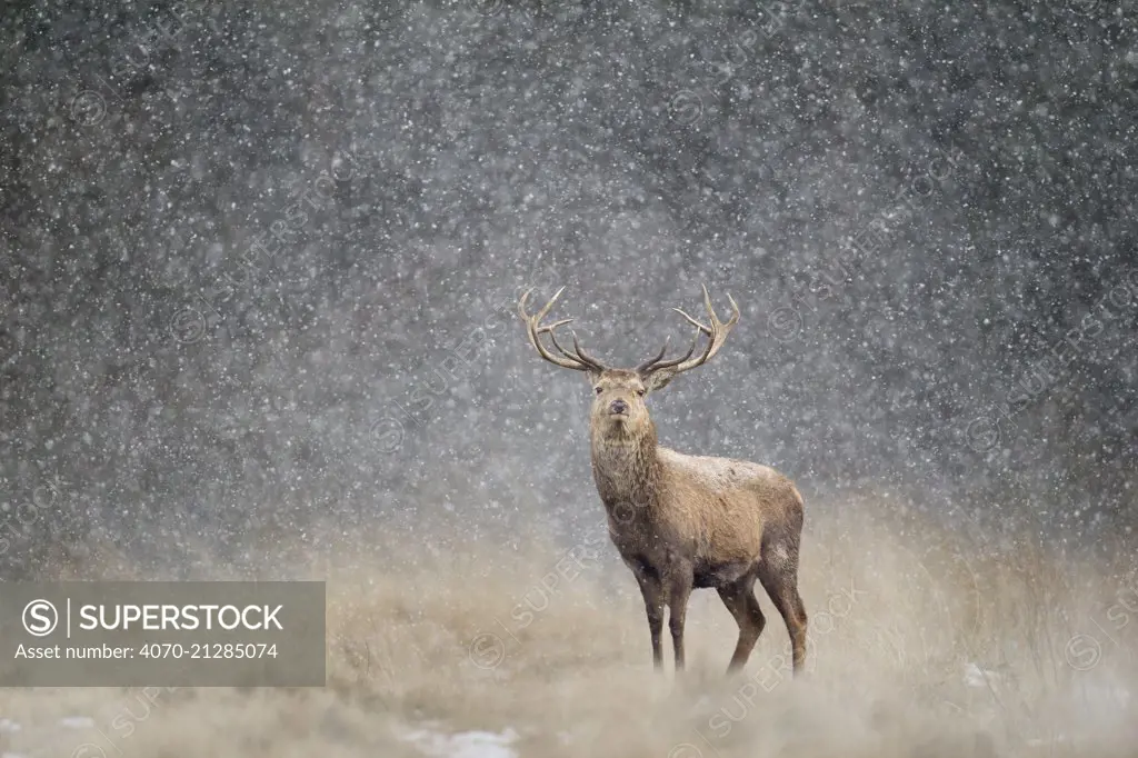 Red deer stag (Cervus elaphus) in heavy snow, Cheshire, UK, March