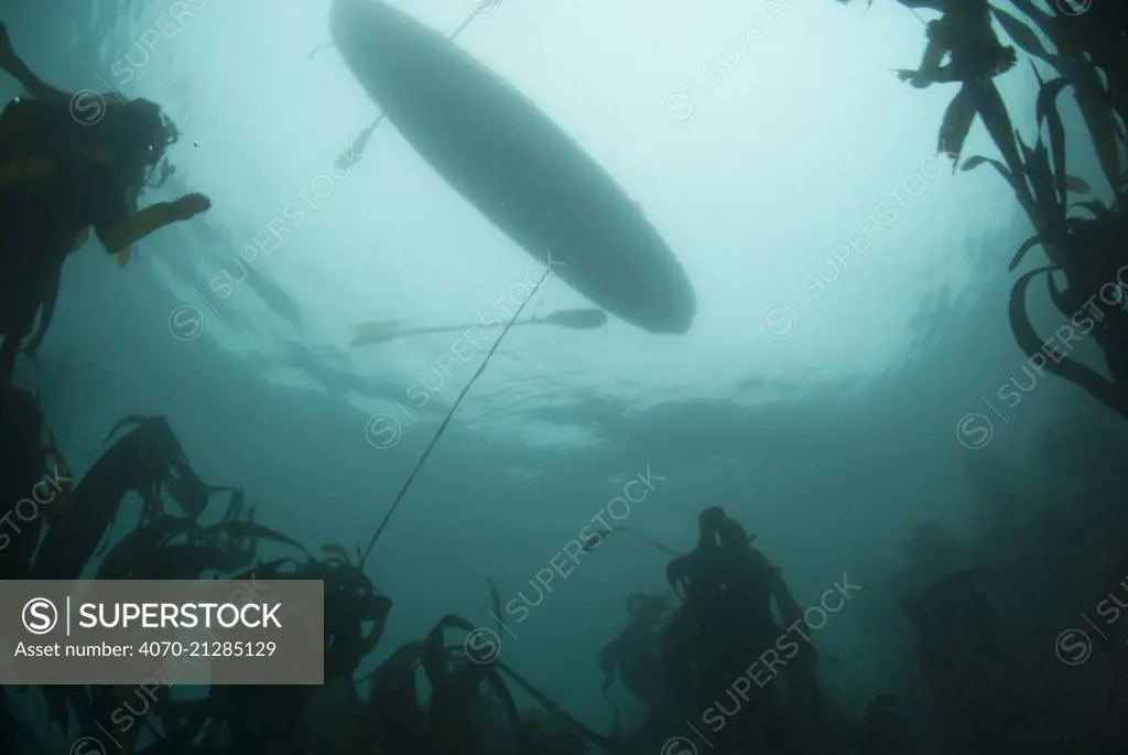 Recreational fishing in a sea kayak for West coast rock lobster (Jasus lalandii). Hoop net or trap is lowered onto the sea floor or kelp bed with a pouch of bait (sardines or pilchards) attached.  Kommetjie, Western Cape, South Africa