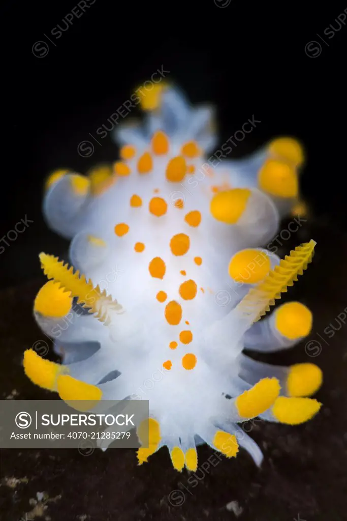 A portrait of a nudibranch ( Limacia clavigera) searching for food on algae. Gulen, Norway. North East Atlantic Ocean.