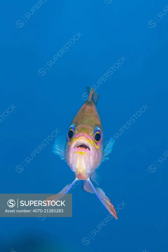 A portrait of a Mediterranean anthias (Anthias anthias) against open water. Secca Del Papa, Tavolara Marine Protected Area, Sardinia, Italy. Mediterranean Sea.