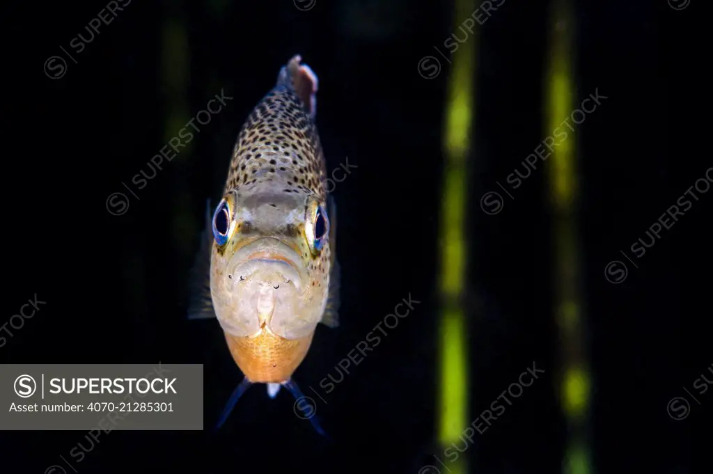 Portrait of a spotted sunfish (Lepomis punctatus) in front of reeds in a river. Rainbow River, Florida, United States of America.