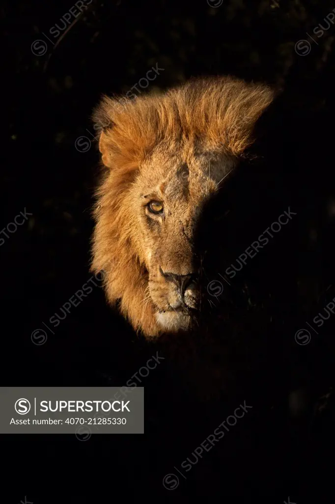 African Lion (Panthera leo) male emerging from bush, Masai Mara, Kenya