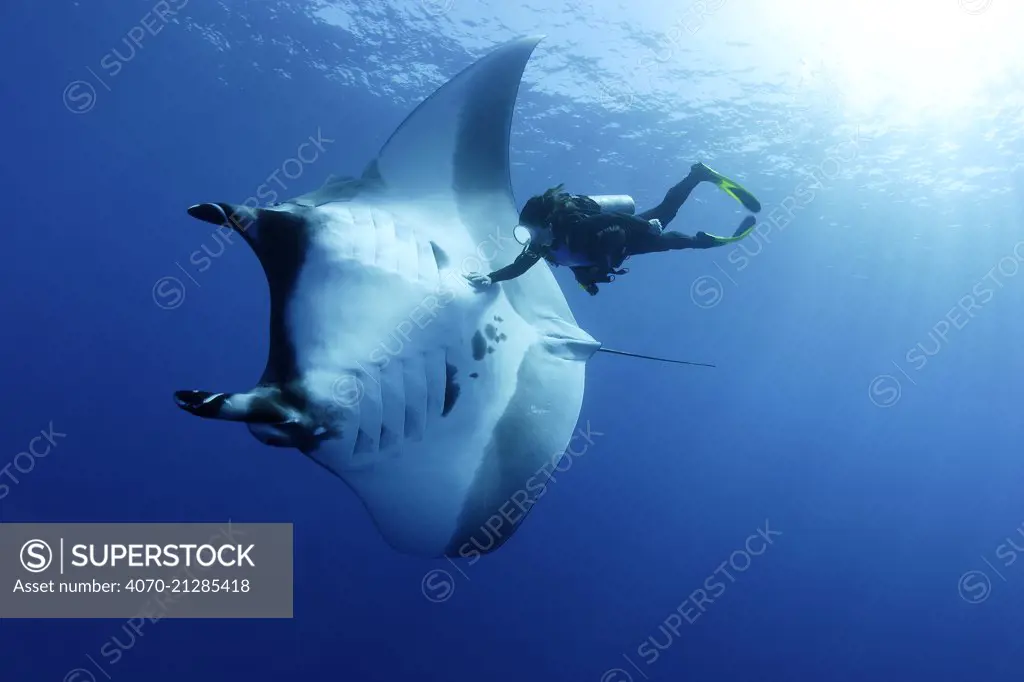 Scuba diver and Manta ray (Manta birostris), San Benedicto, Revillagigedo (Socorro) Islands, Mexico, East Pacific Ocean. Model released.