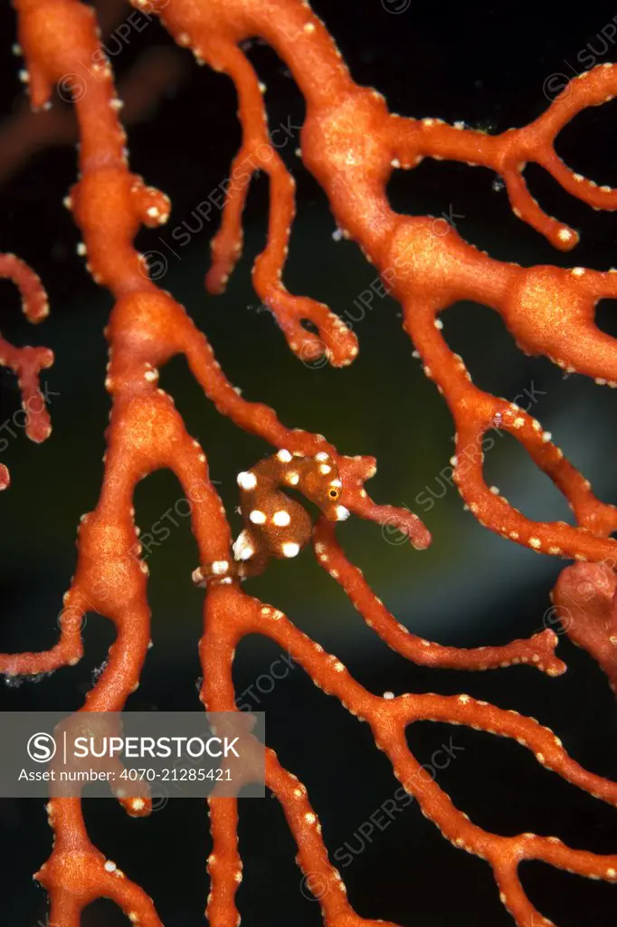 Pygmy seahorse, not currently described hiding in sea fan, Raja Ampat, Irian Jaya, West Papua, Indonesia, Pacific Ocean