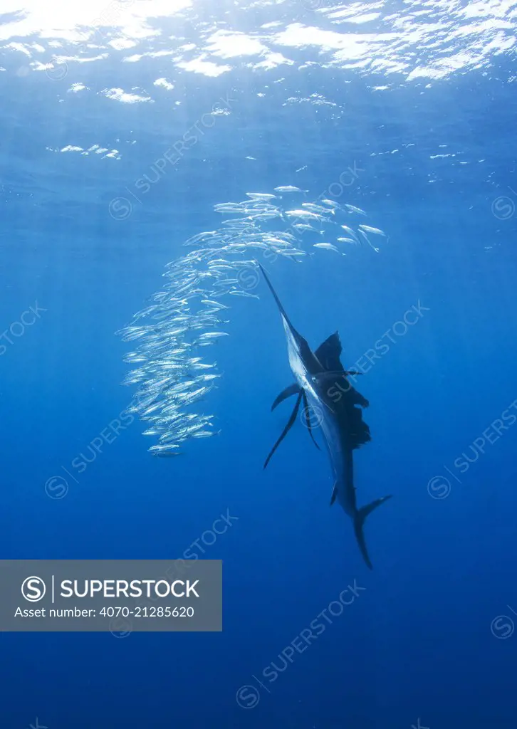 Indo Pacific Sailfish (Istiophorus platypterus) feeding on sardines, Isla Mujeres, Mexico.