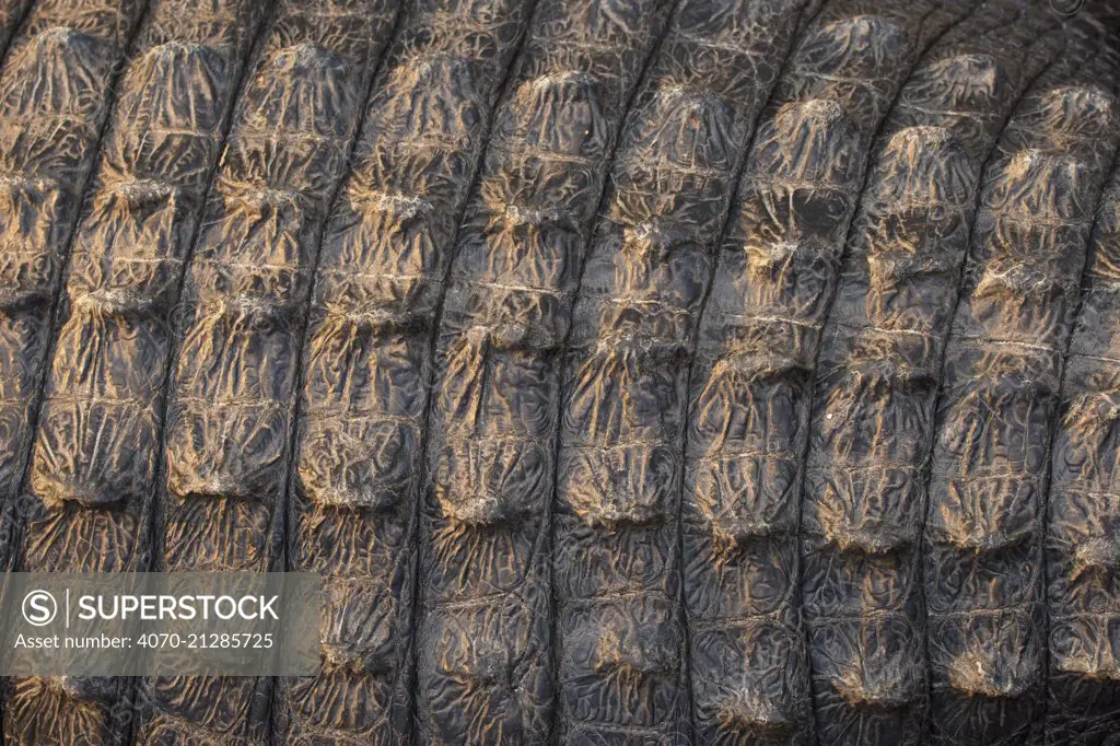 American Alligator (Alligator mississippiensis) close up of scutes / scales, Florida Everglades, Florida, USA.