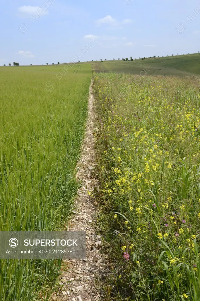 Pollen and nectar flower mix strip with Mustard (Brassicaceae), Common sainfoin (Onobrychis viciifolia) and Red clover (Trifolium pratense) bordering a Barley crop (Hordeum vulgare), Marlborough Downs, Wiltshire, UK, July.