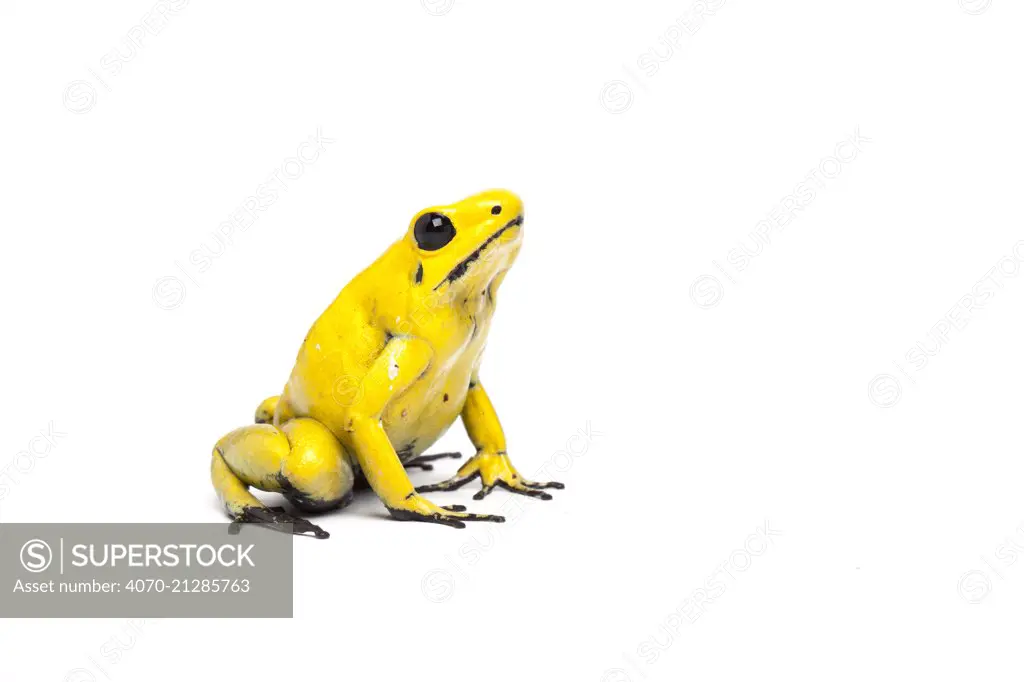 Yellow poison dart frog (Phyllobates terribilis) the world's most poisonous amphibian captive from northern South America.