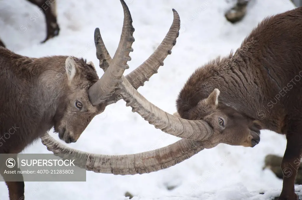 Ibex (Capra ibex) males fighting, Jura, Switzerland, captive