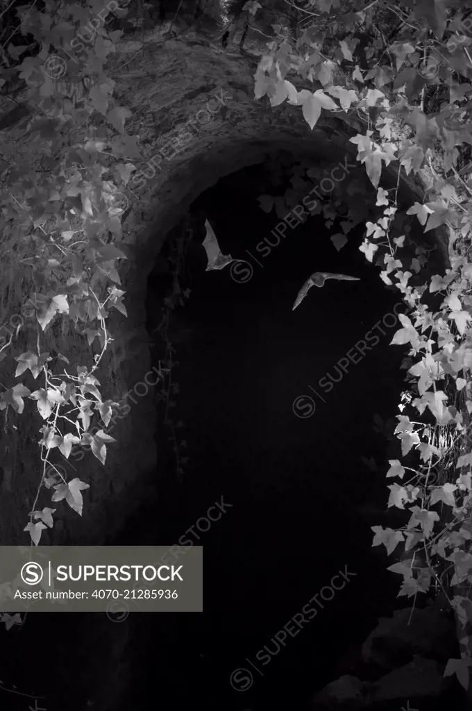 Bats (Microchiroptera) in flight under bridge, taken at night with infra red remote camera trap, Mayenne, Pays de Loire, France, August.