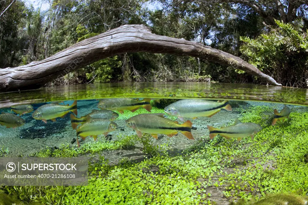 Piraputanga fish (Brycon hilarii) split level,  in the main spring at Rio Sucuri, Bonito, Mato Grosso do Sul, Brazil.