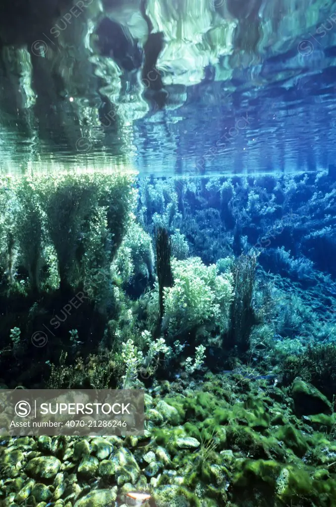 Waikoropupu Springs, Golden Bay, South Island, New Zealand.