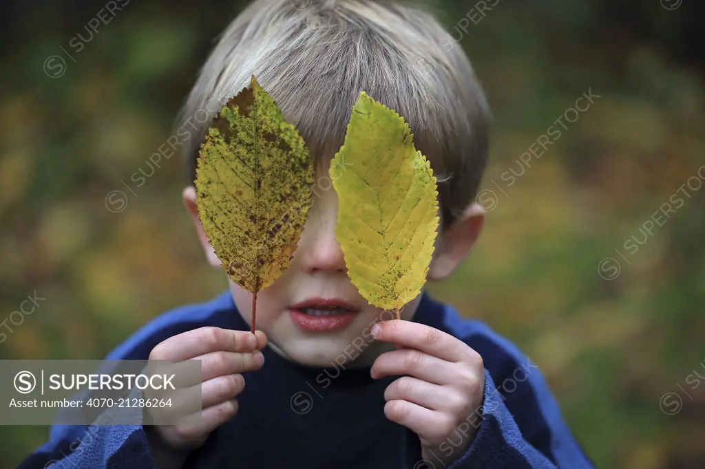 Boy covering eyes with leaf, Norwich, UK, November 2013. Model released.