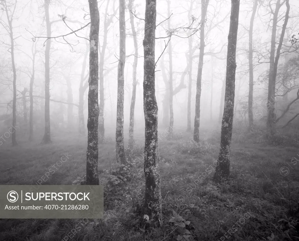 Black and white photograph of misty forest at the start of the Appalachian Trail on Springer Mountain, Georgia, USA.