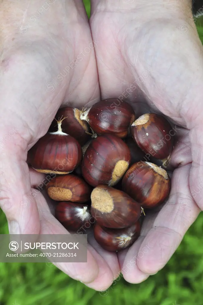 Sweet chestnut (Castanea sativa) nuts held in hands, Dorset, UK October,