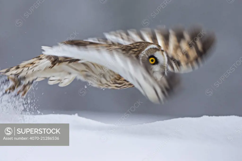 Short Eared Owl (Asio flammeus) taking off, blurred motion photograph, UK, January. Captive