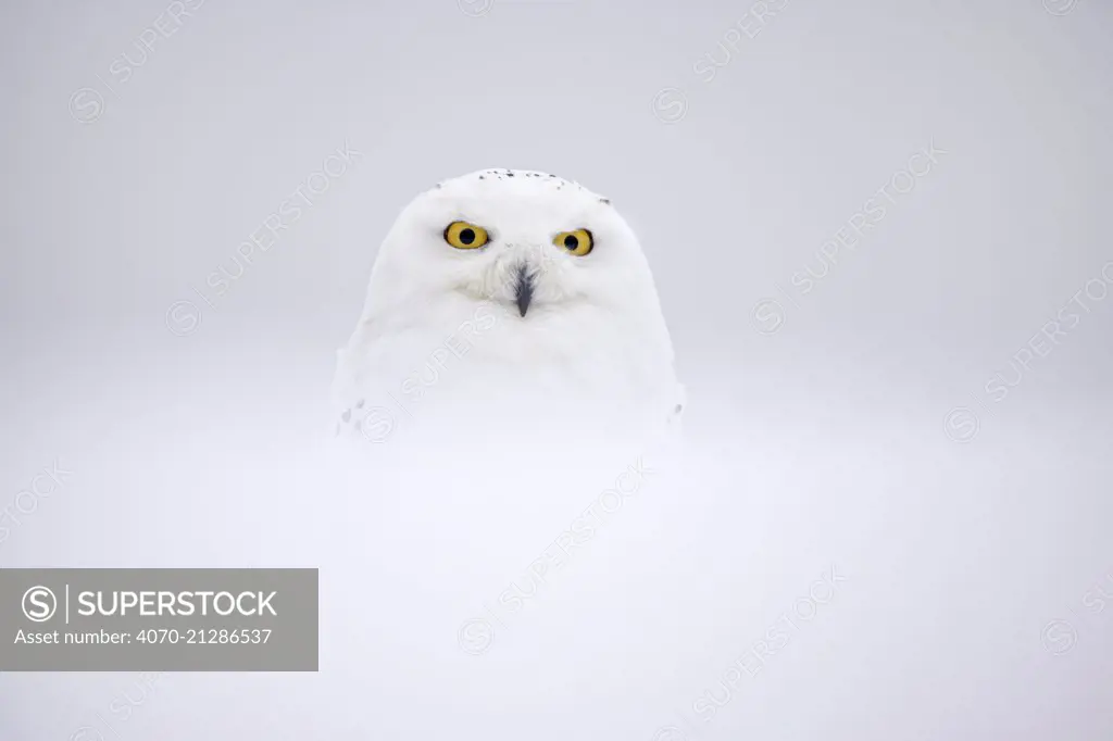 Snowy Owl (Bubo scandiacus) in snow, UK, January. Captive.