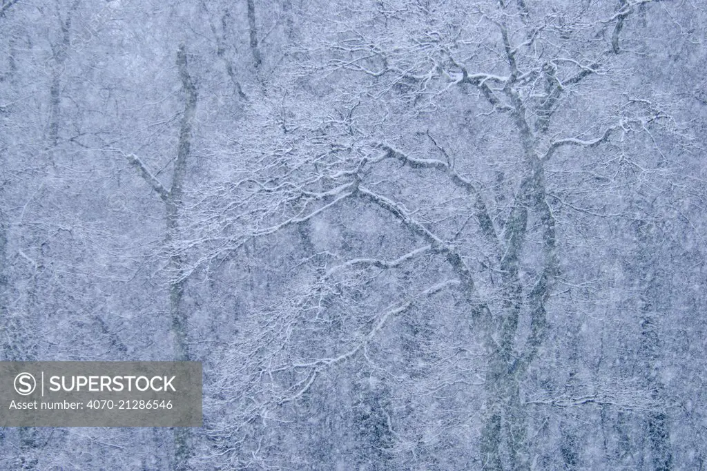 European beech (Fagus sylvatica) forest in snow, Wittow, Rugen, Germany, January.