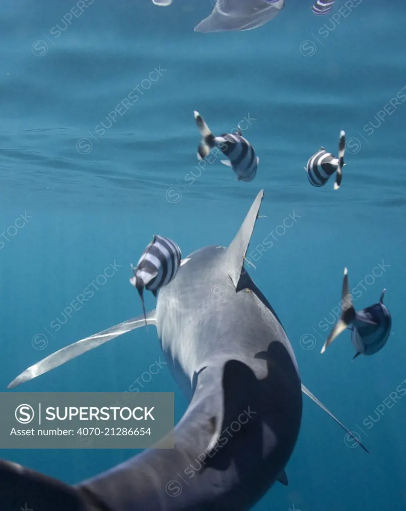 Blue shark (Prionace glauca), rear view with Pilot fish (Naucrates ductor) Cape Point, South Africa