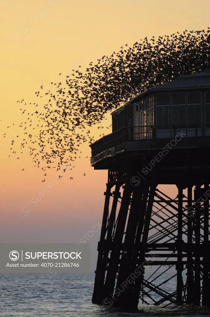 Murmuration of Starlings (Sturnus vulgaris) taking off North Pier in Blackpool, England, UK. March 2011.