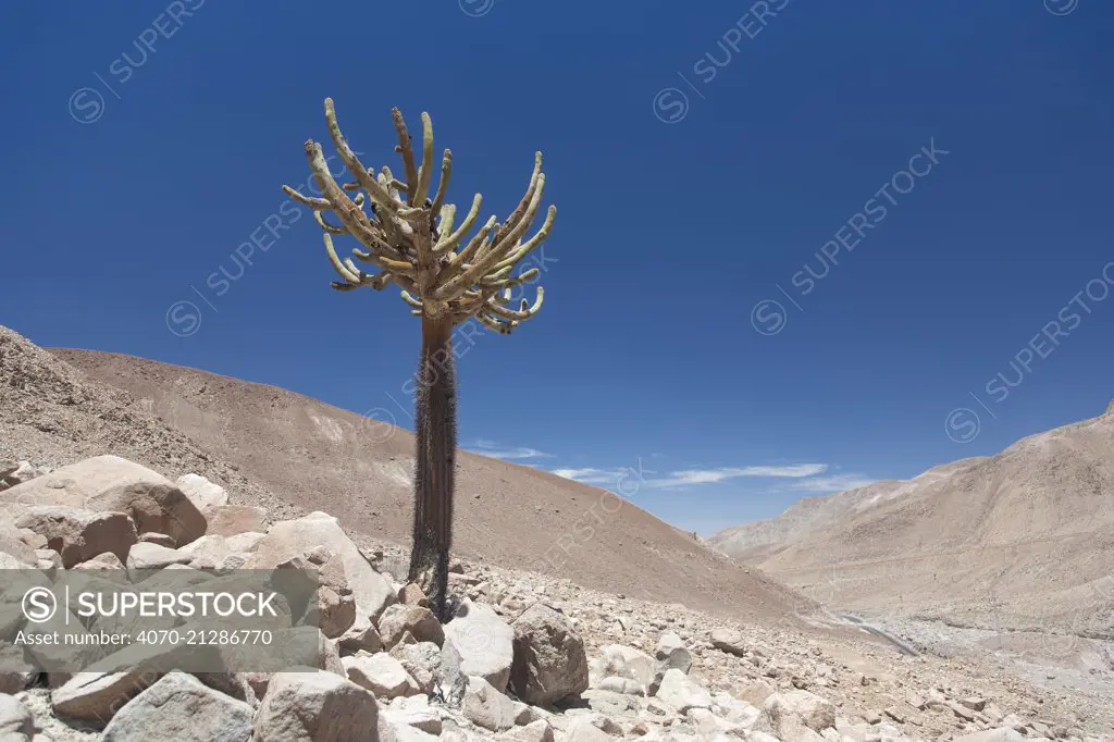 Candelabra cactus (Browningia candelaris) Lluta Valley, near Arica, Atacama Desert, Chile.